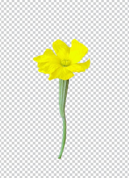 PSD yellow flowers ckground tulip illustration abloom carnation flower png transparent background