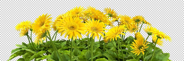 PSD la bellezza della natura fiorita gialla ha tagliato il rendering 3d dello sfondo trasparente