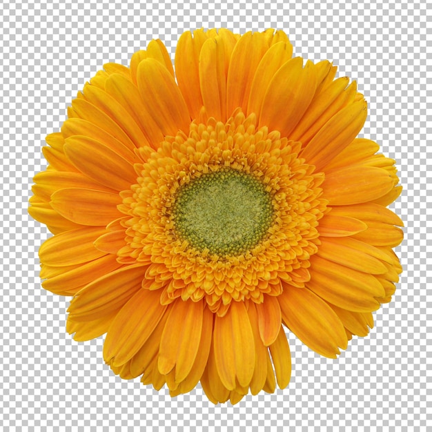 노란 Gerbera 꽃 고립 된 렌더링