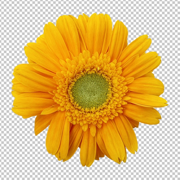 Yellow gerbera flower isolated rendering