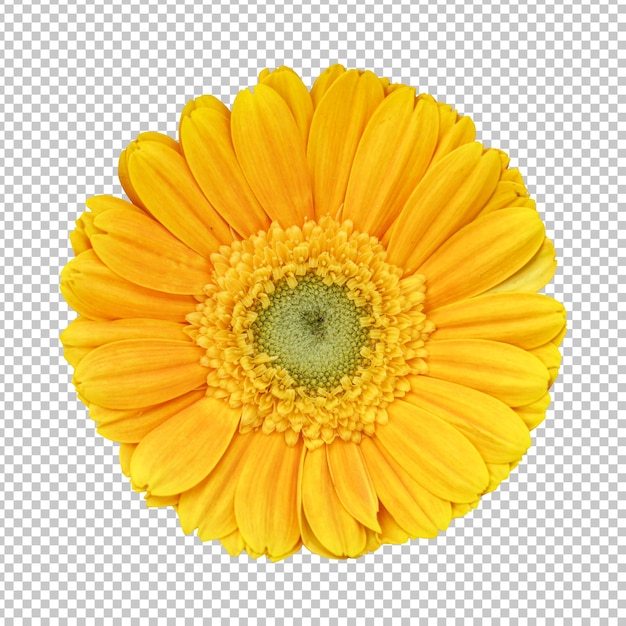 Yellow gerbera flower isolated rendering