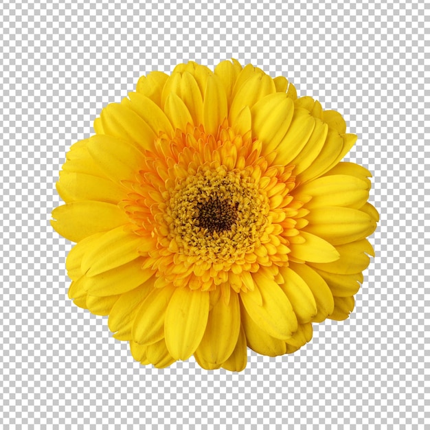 PSD yellow gerbera flower isolated rendering