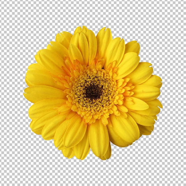 PSD yellow gerbera flower isolated rendering