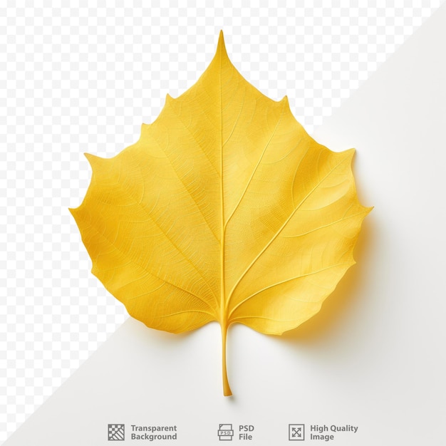 Yellow green poplar leaf on transparent background in the fall