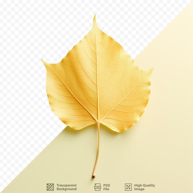 Yellow green poplar leaf on transparent background in the fall