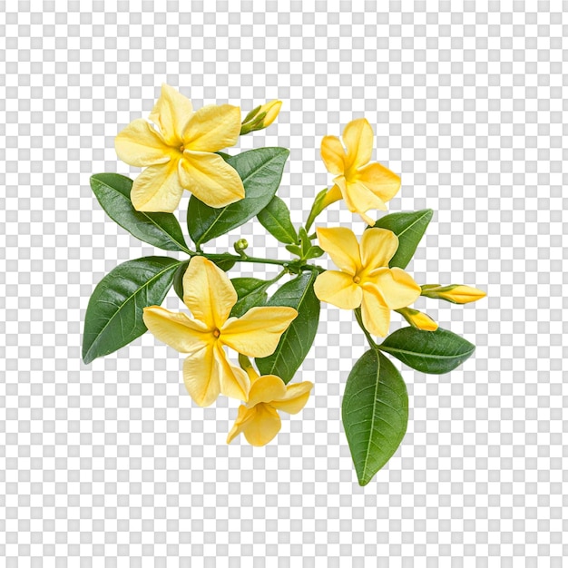 黃色的<unk>花和綠色的葉子在透明的背景上隔離