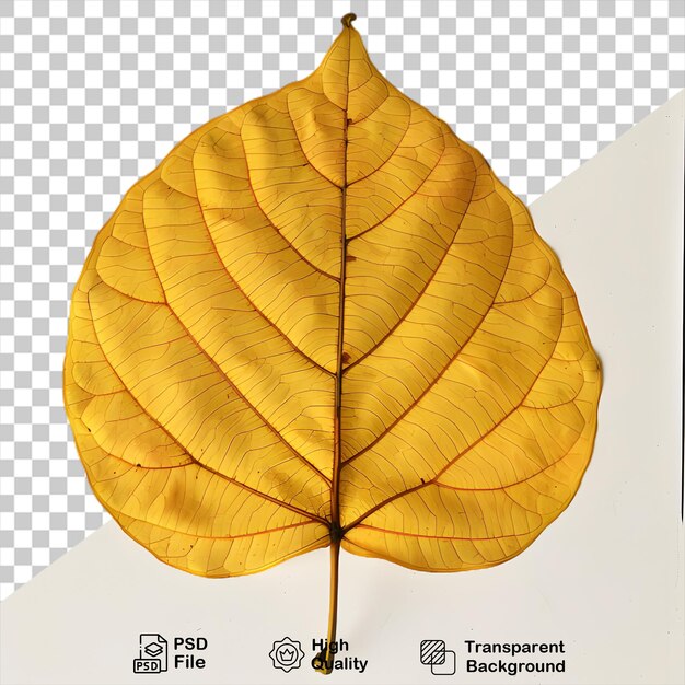 PSD a yellow leaf that is on a transparent background