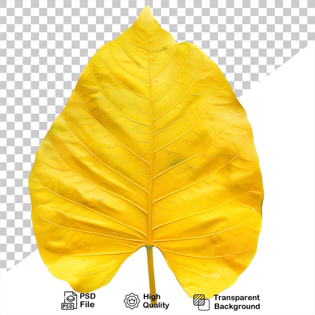 PSD a yellow leaf that is on a transparent background