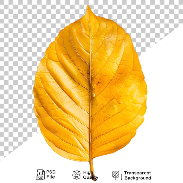 PSD a yellow leaf that is on a transparent background