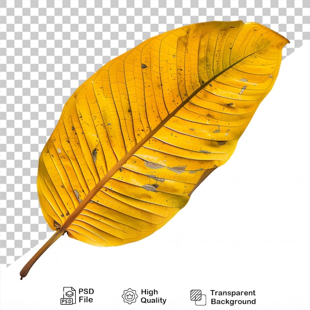 A yellow leaf that is on a transparent background