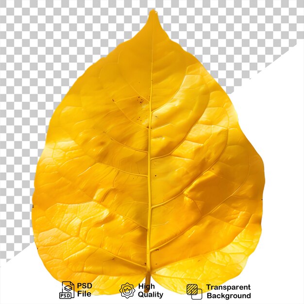 PSD a yellow leaf that is on a transparent background