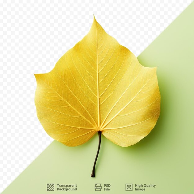 PSD a yellow leaf that is on a transparent background