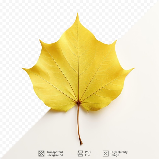 A yellow leaf that is on a transparent background