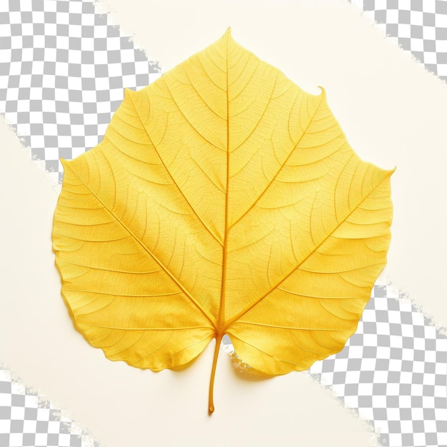 PSD yellow leaf vein of the bodhi leaf against a transparent background