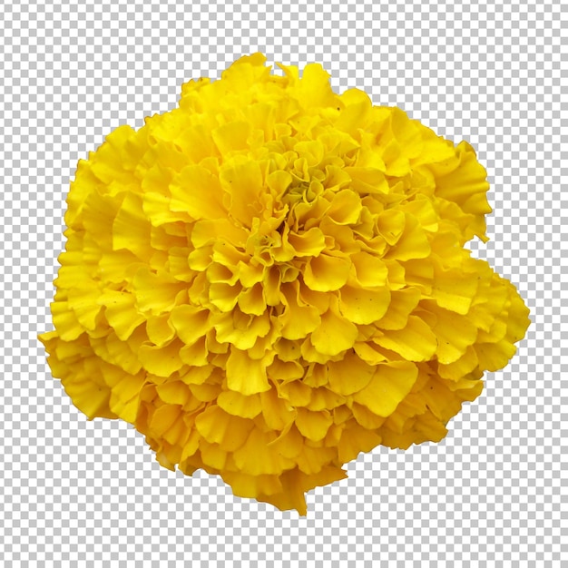 Yellow marigold flower isolated rendering