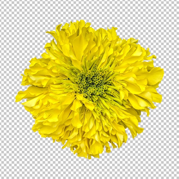 PSD yellow marigold flower isolated rendering