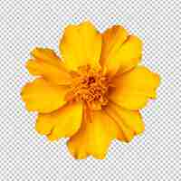 PSD rendering di fiori di marigold gialli isolati