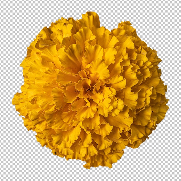 黄色のマリーゴールドの花の分離レンダリング
