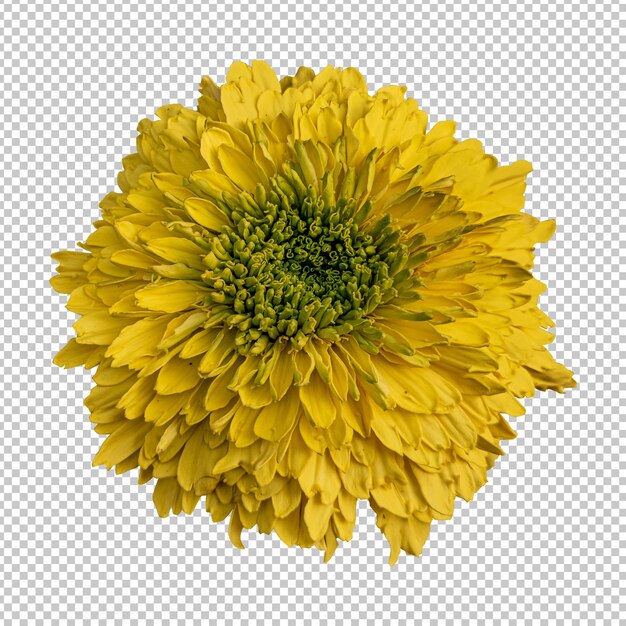 PSD yellow marigold flower isolated rendering