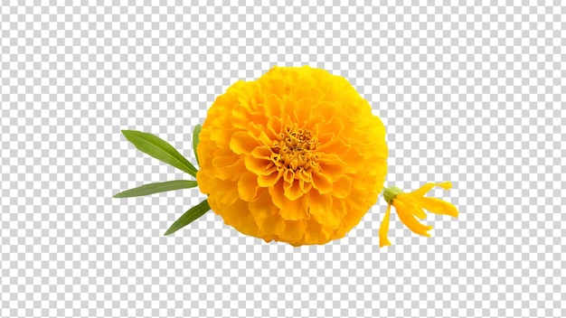 Yellow marigold flower isolated transparent background