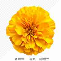 PSD yellow marigold flower tagetes erecta mexican marigold aztec marigold african marigold isolated on white isolated background