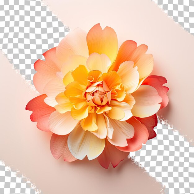 PSD yellow to orange gradient of color in petals fully opened ose isolated on a transparent background