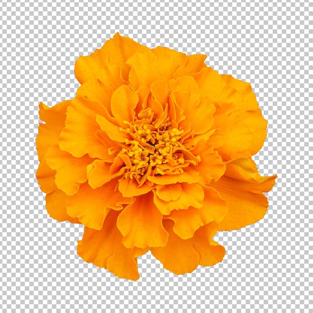 Yellow orange marigold flower isolated rendering