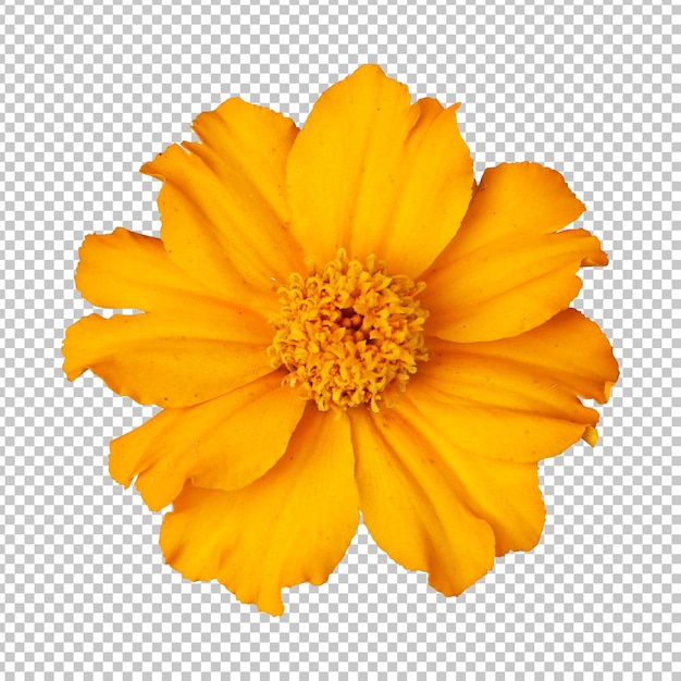 PSD yellow orange marigold flower isolated rendering