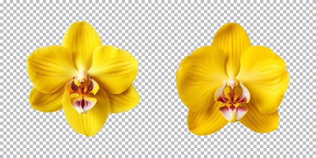 Fiori di orchidee gialle su uno sfondo trasparente png vista superiore.