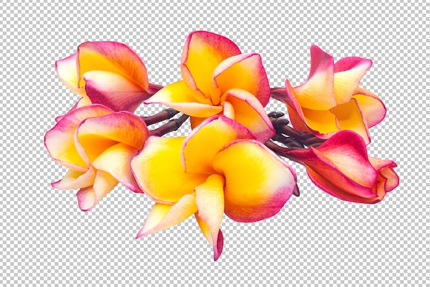 Yellow-pink bouquet plumeria flowers transparency .floral