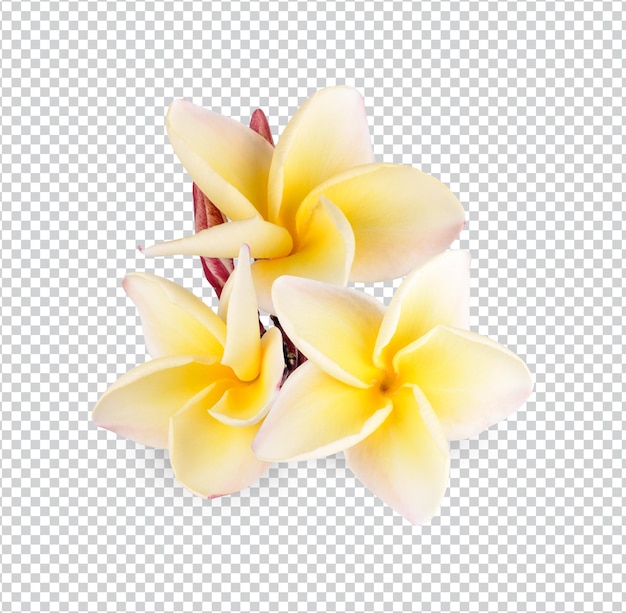 Yellow plumeria rubra flower isolated Premium PSD