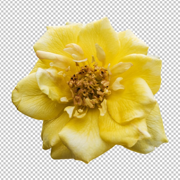 Yellow rose flower isolated rendering
