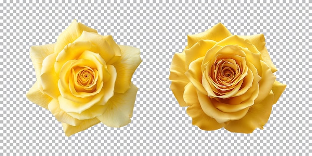 Yellow rose flowers isolated on a transparent background top view