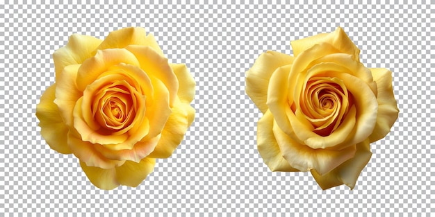 Yellow rose flowers isolated on a transparent background top view