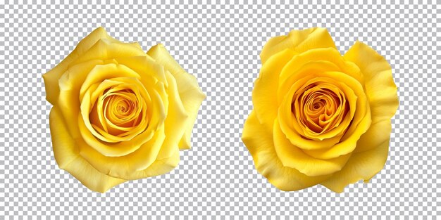 PSD yellow rose flowers isolated on a transparent background top view