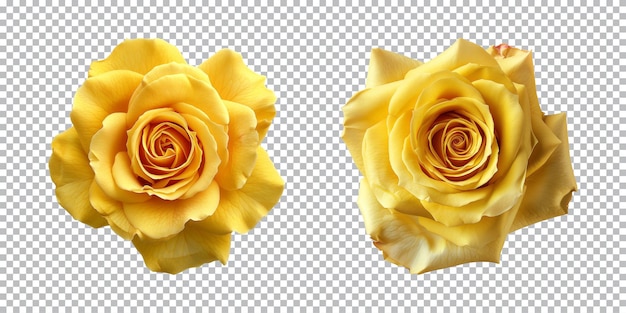 PSD yellow rose flowers isolated on a transparent background top view