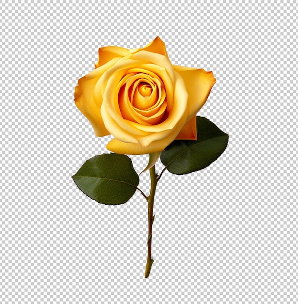 PSD a yellow rose with green leaves is shown in a photo.