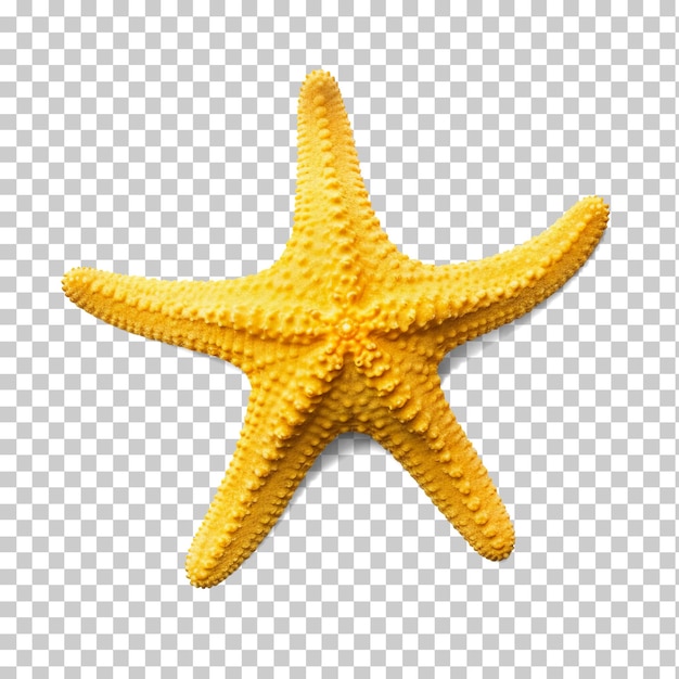 Yellow starfish isolated on transparent background png psd