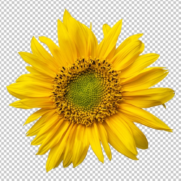 PSD yellow sunflower isolated rendering