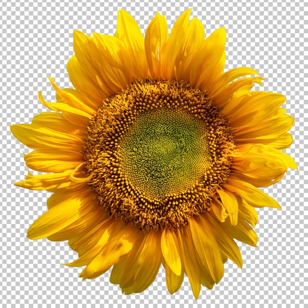 yellow sunflower isolated rendering