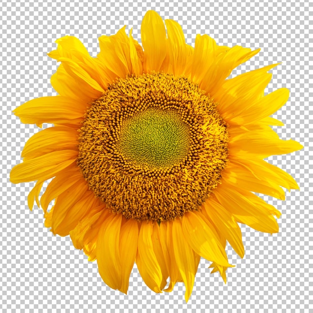 Rendering isolato girasole giallo