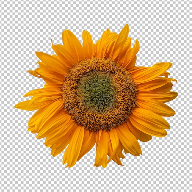 Yellow sunflower isolated rendering