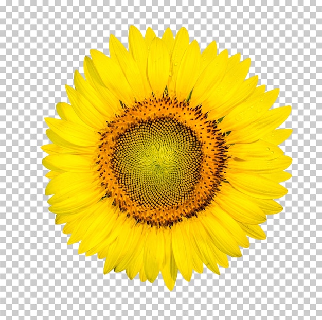 Yellow sunflower isolated