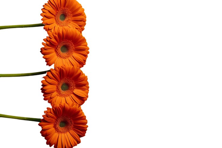 PSD yellow sunflowers on white background