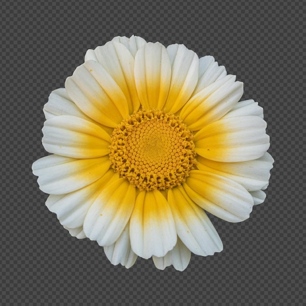 PSD yellow white crown daisy flower isolated rendering