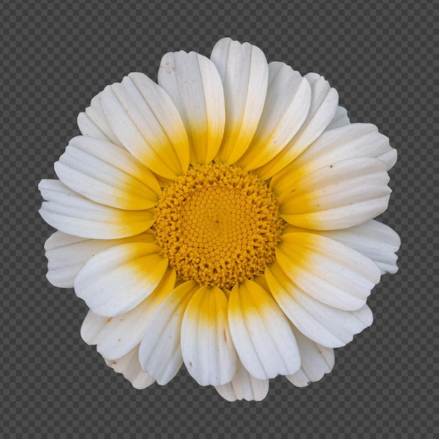 Rendering isolato fiore margherita corona bianca gialla