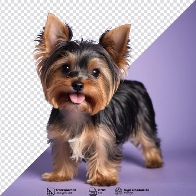 PSD yorkshire terrier s young breed on transparent background isolated