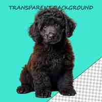 PSD young black labradoodle playing isolated