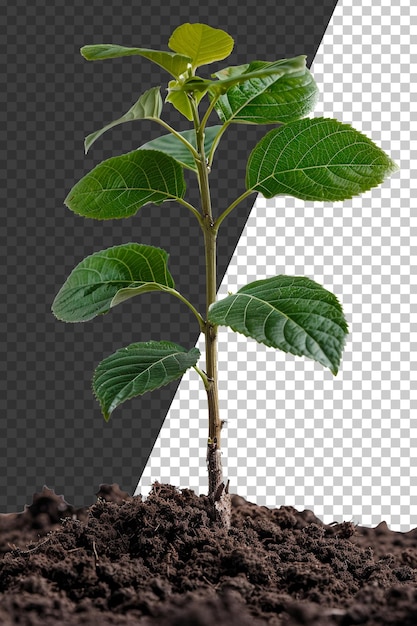 PSD young green plant emerging from rich soil on transparent background stock png