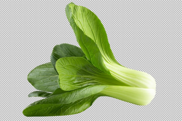 Young organic white bok choy or bak choi Chinese cabbage isolated on a transparent background